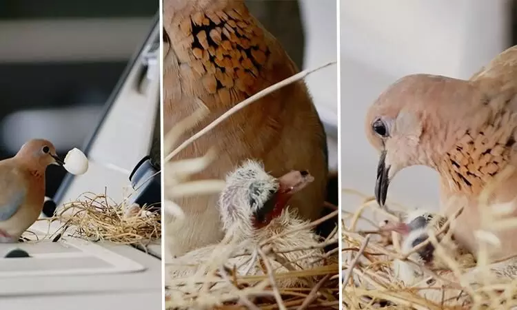 ആ കുഞ്ഞുങ്ങൾ വിരിഞ്ഞു; വിഡിയോ പങ്കുവെച്ച് ശൈഖ് ഹംദാൻ ആ കുഞ്ഞുങ്ങൾ വിരിഞ്ഞു; വിഡിയോ പങ്കുവെച്ച് ശൈഖ് ഹംദാൻ