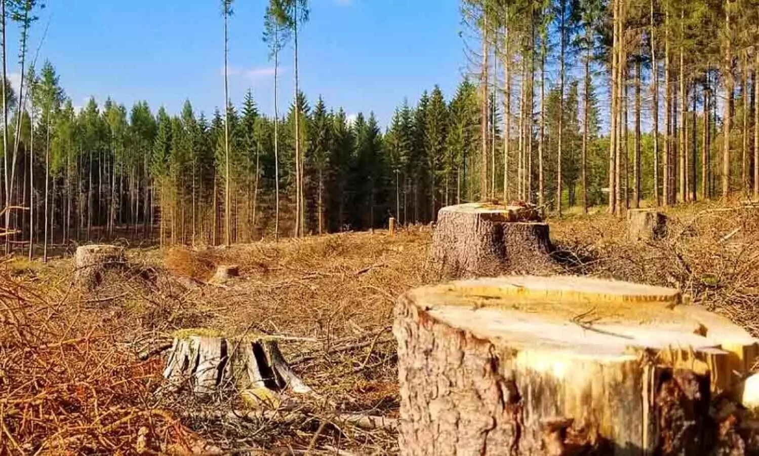 വിവാദ പരിസ്​ഥിതി വിജ്ഞാപനം: ഹൈകോടതിയുടെ കോടതിയലക്ഷ്യം സുപ്രീംകോടതി സ്​റ്റേ ചെയ്​തു