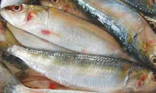 കൂത്തുപറമ്പിൽ അനധികൃത മത്സ്യവണ്ടികൾ പിടിച്ചെടുത്തു