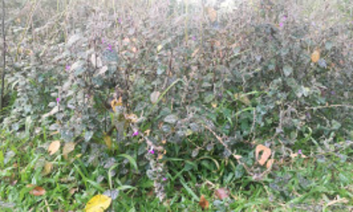 കോവിഡ്​ നിയന്ത്രണം: അധിനിവേശ സസ്യങ്ങൾ നീക്കം ചെയ്യൽ മുടങ്ങി