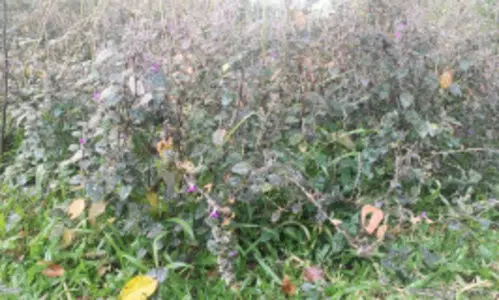 കോവിഡ്​ നിയന്ത്രണം: അധിനിവേശ സസ്യങ്ങൾ നീക്കം ചെയ്യൽ മുടങ്ങി