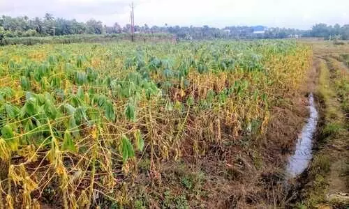 പെരിയാറിൽ വെള്ളം ഇറങ്ങി ; ആശ്വാസ തീരത്ത് കീഴ്മാട് പഞ്ചായത്തും മണ്ണായി നിവാസികളും