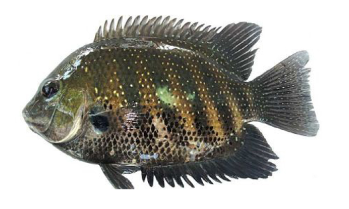 കേരളത്തിന്​ വേണ്ടത്​ 10,000 ടൺ കരിമീൻ; ഉൽപാദനം 2000 ടൺ മാത്രം