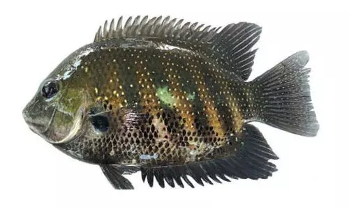 കേരളത്തിന്​ വേണ്ടത്​ 10,000 ടൺ കരിമീൻ; ഉൽപാദനം 2000 ടൺ മാത്രം