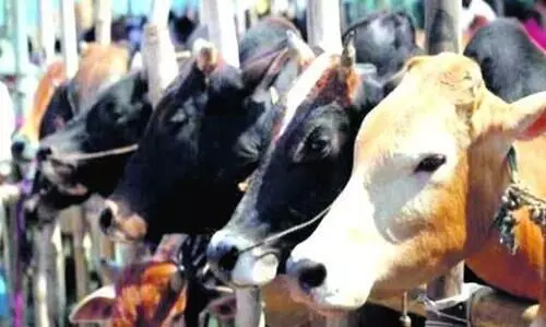 ക്ഷീരകര്‍ഷകര്‍ക്ക് ക്ഷേമ പദ്ധതികള്‍; കാലിത്തീറ്റ ചാക്കൊന്നിന് 400 രൂപ സബ്സിഡി