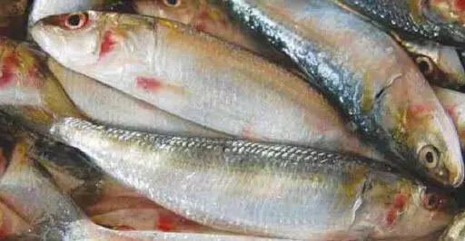 കൂത്തുപറമ്പിൽ അനധികൃത മത്സ്യവണ്ടികൾ പിടിച്ചെടുത്തു കൂത്തുപറമ്പിൽ അനധികൃത മത്സ്യവണ്ടികൾ പിടിച്ചെടുത്തു