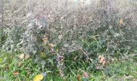 കോവിഡ് നിയന്ത്രണം: അധിനിവേശ സസ്യങ്ങൾ നീക്കം ചെയ്യൽ മുടങ്ങി കോവിഡ് നിയന്ത്രണം: അധിനിവേശ സസ്യങ്ങൾ നീക്കം ചെയ്യൽ മുടങ്ങി