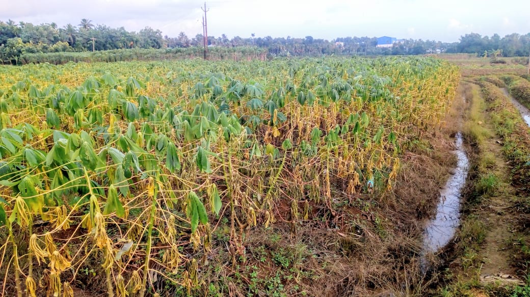 പെരിയാറിൽ വെള്ളം ഇറങ്ങി ; ആശ്വാസ തീരത്ത് കീഴ്മാട് പഞ്ചായത്തും മണ്ണായി നിവാസികളും പെരിയാറിൽ വെള്ളം ഇറങ്ങി ; ആശ്വാസ തീരത്ത് കീഴ്മാട് പഞ്ചായത്തും മണ്ണായി നിവാസികളും