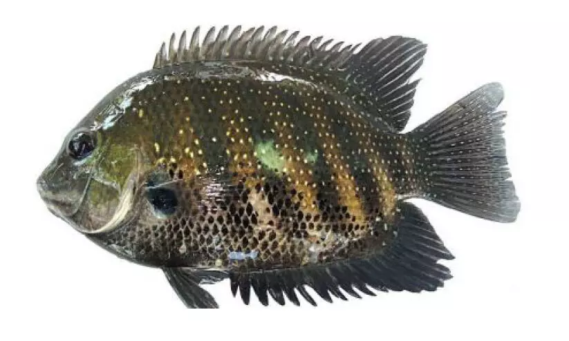 കേരളത്തിന്​ വേണ്ടത്​ 10,000 ടൺ കരിമീൻ; ഉൽപാദനം 2000 ടൺ മാത്രം