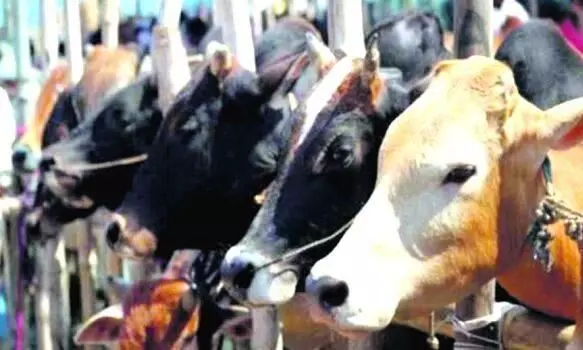 ക്ഷീരകര്‍ഷകര്‍ക്ക് ക്ഷേമ പദ്ധതികള്‍; കാലിത്തീറ്റ ചാക്കൊന്നിന് 400 രൂപ സബ്സിഡി