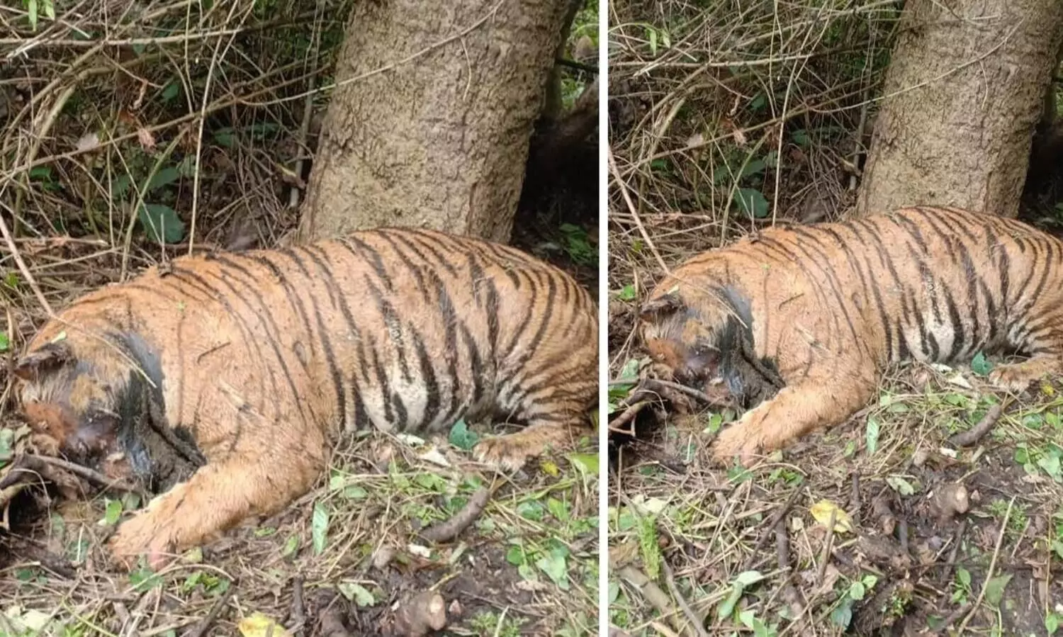 വനത്തിൽ കടുവയെ ചത്ത നിലയിൽ ക​ണ്ടെത്തി
