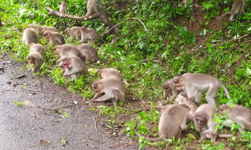 എരിയുന്ന വയറിന് അന്നം തേടി വാനരന്മാർ കൂട്ടത്തോടെ നാട്ടിലേക്ക്