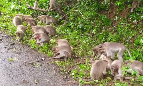 എരിയുന്ന വയറിന് അന്നം തേടി വാനരന്മാർ കൂട്ടത്തോടെ നാട്ടിലേക്ക്