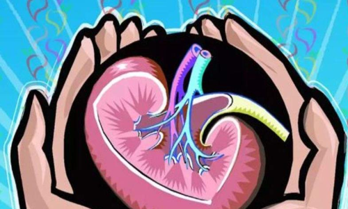 ഫോർട്ട്​കൊച്ചിയിൽ വൃക്കമാഫിയ പിടിമുറുക്കുന്നു