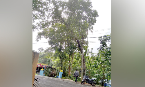 ദേശീയപാതയിൽ ചുവടിളകി വൻ മരങ്ങൾ; യാത്രക്കാർ ഭീതിയിൽ