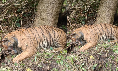വനത്തിൽ കടുവയെ ചത്ത നിലയിൽ ക​ണ്ടെത്തി