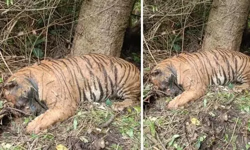 വനത്തിൽ കടുവയെ ചത്ത നിലയിൽ ക​ണ്ടെത്തി