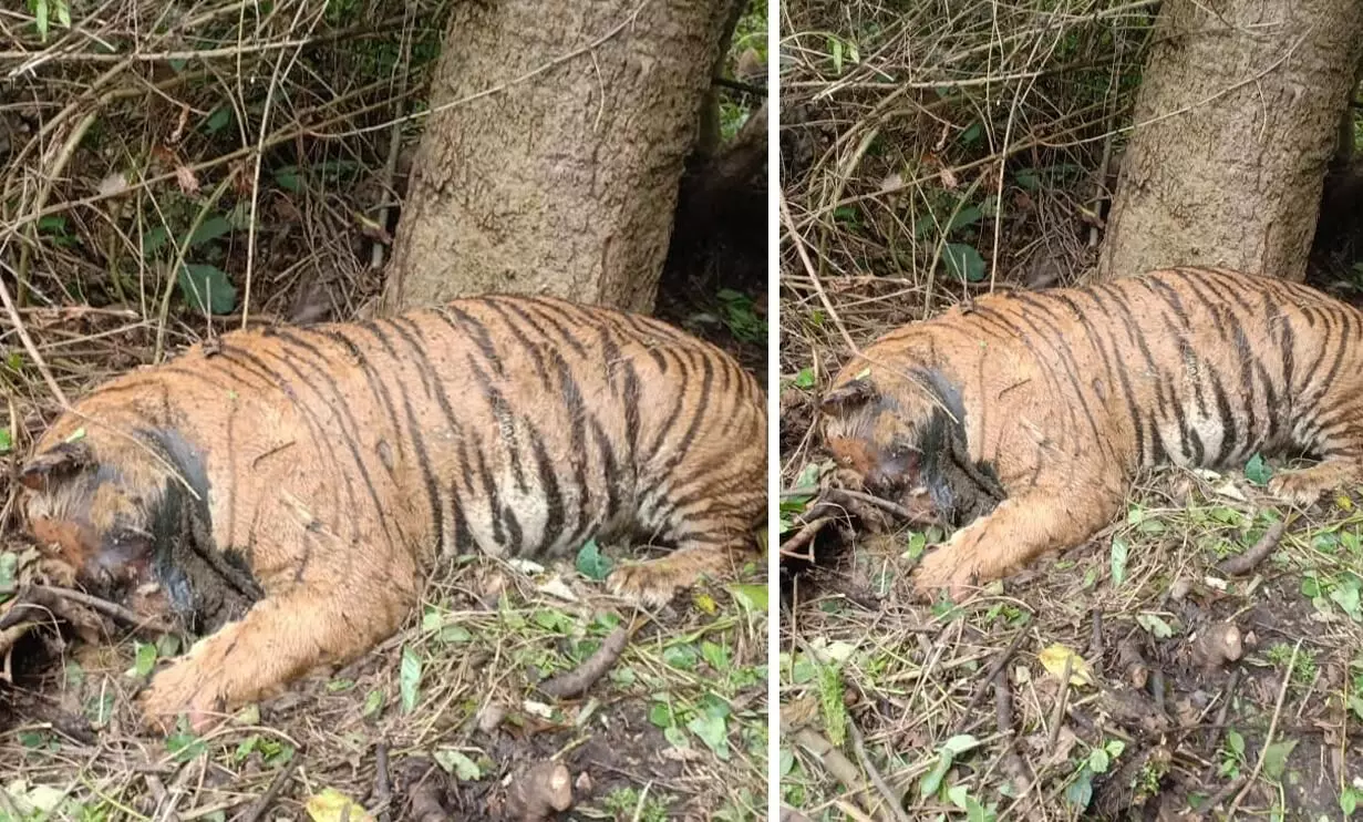 വനത്തിൽ കടുവയെ ചത്ത നിലയിൽ ക​ണ്ടെത്തി