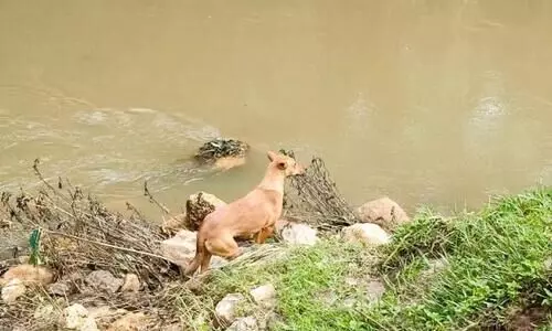 കുഞ്ഞു ധനുവിനെ ഒടുവില്‍ കുവിതന്നെ കണ്ടെത്തി...
