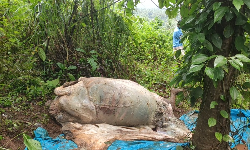 പുഴുവരിച്ച ചത്ത പോത്തി​െൻറ ഇറച്ചി വിൽക്കാനുള്ള ശ്രമം നാട്ടുകാർ തടഞ്ഞു; പൊലീസ്സ് കേസെടുത്തു
