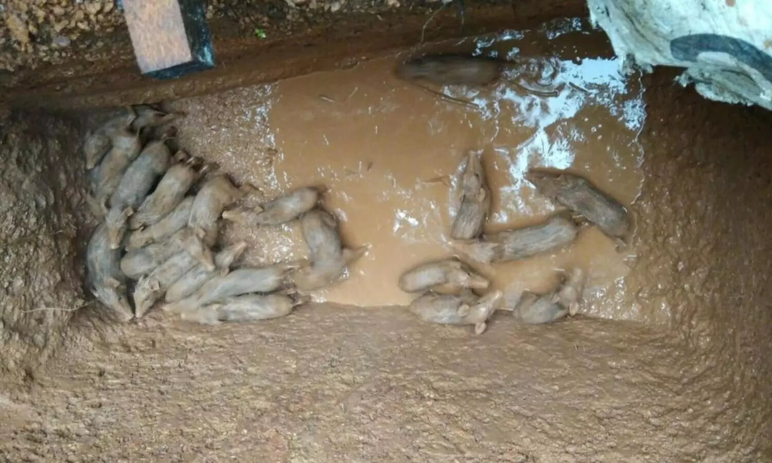 നാട്ടിലിറങ്ങിയ പന്നിക്കുഞ്ഞുങ്ങൾ കൂട്ടത്തോടെ കുഴിയിൽ വീണു