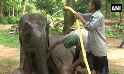 മൃഗങ്ങള്‍ക്ക് എ.സി., കൂടിന് പുറത്ത് ഫാന്‍; വേനല്‍ നേരിടാന്‍ അസം മൃഗശാല തയാറെടുപ്പില്‍