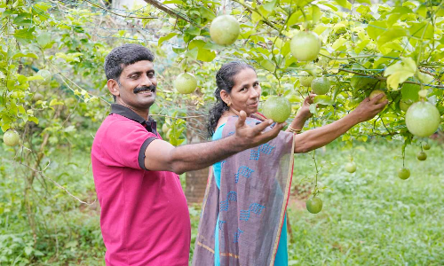 കൃഷിയിലും മികവുതെളിയിച്ച് അധ്യാപക ദമ്പതികൾ