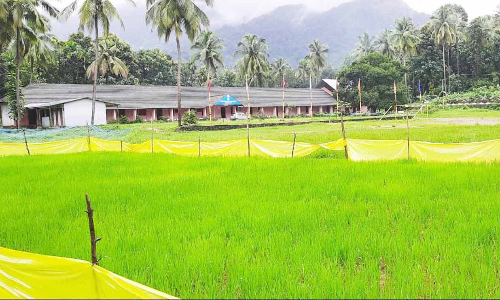 കോവിഡ്​ അവധിയിൽ വിദ്യാലയമുറ്റത്ത്​ നെൽ കൃഷി