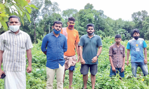 ത​രി​ശു​ഭൂ​മി​യി​ൽ ടോ​പ്പ്​ വി​ള​വ്​; ഇ​ത്​ ഹി​ൽ​ടോ​പ്​ വി​ജ​യ​ഗാ​ഥ
