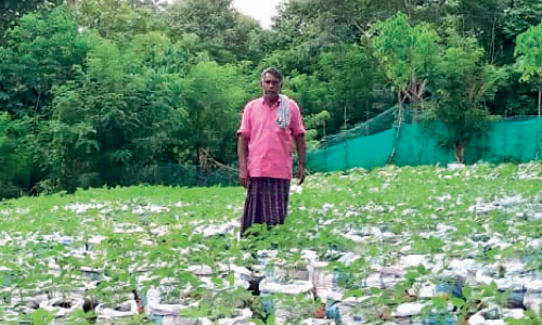 പാ​റ​പ്പു​റ​ത്ത്​ വെ​ള്ള​ക്കു​ട്ടി കൃ​ഷി​യി​റ​ക്കി ആ​യി​രം ചാ​ക്കു​ക​ളി​ൽ
