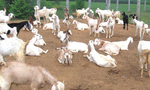 മൃഗസംരക്ഷണ മേഖലയിൽ എട്ടു കോടിയുടെ പാക്കേജ്; 22 വരെ അപേക്ഷ നല്‍കാം