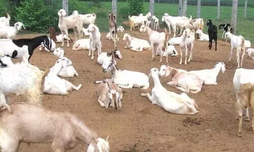 മൃഗസംരക്ഷണ മേഖലയിൽ എട്ടു കോടിയുടെ പാക്കേജ്; 22 വരെ അപേക്ഷ നല്‍കാം