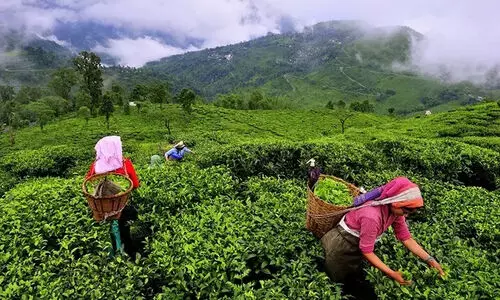 മൂന്നാർ: തൊഴിലാളികൾക്ക്​ ഭൂമി നൽകാനുള്ള വകുപ്പുകൾ ഫയലിൽ ഉറങ്ങുന്നു