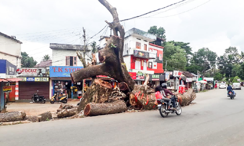 കോട്ടയം-മെഡിക്കൽകോളജ് റോഡിൽ കൂറ്റൻ തടികൾ