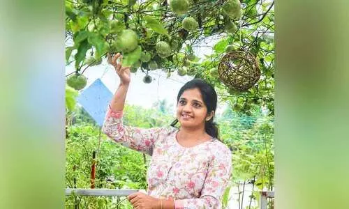 മട്ടുപ്പാവിന് അലങ്കാരം; സമീറയുടെ പൊന്നുവിളയും കൃഷിത്തോട്ടം