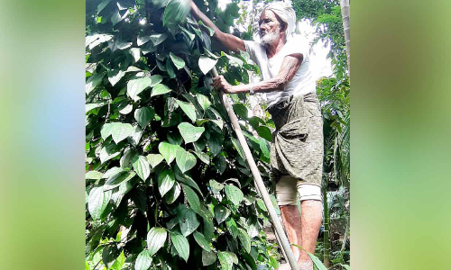 85ലും കൃഷിയിടത്തിൽ കോയാന്​ ചെറുപ്പം