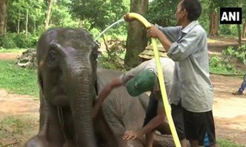 മൃഗങ്ങള്ക്ക് എ.സി., കൂടിന് പുറത്ത് ഫാന്; വേനല് നേരിടാന് അസം മൃഗശാല തയാറെടുപ്പില് മൃഗങ്ങള്ക്ക് എ.സി., കൂടിന് പുറത്ത് ഫാന്; വേനല് നേരിടാന് അസം മൃഗശാല തയാറെടുപ്പില്