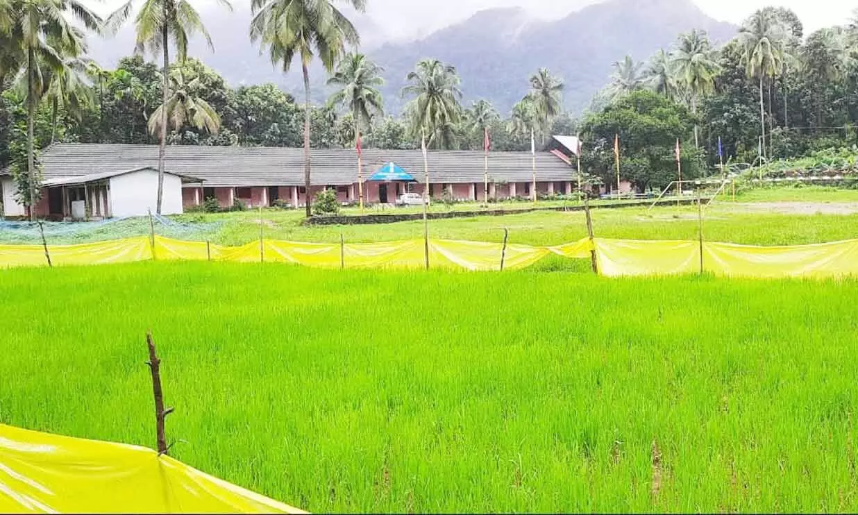 കോവിഡ്​ അവധിയിൽ വിദ്യാലയമുറ്റത്ത്​ നെൽ കൃഷി