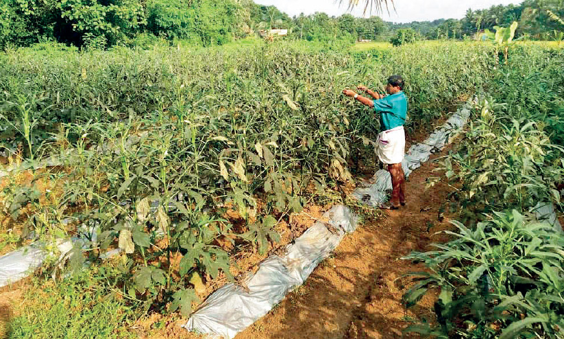 അപ്പാരു പറയുന്നു, കൃഷിയെ എന്തിന് ഭയക്കണം അപ്പാരു പറയുന്നു, കൃഷിയെ എന്തിന് ഭയക്കണം