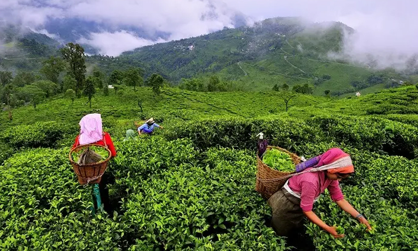 മൂന്നാർ: തൊഴിലാളികൾക്ക് ഭൂമി നൽകാനുള്ള വകുപ്പുകൾ ഫയലിൽ ഉറങ്ങുന്നു മൂന്നാർ: തൊഴിലാളികൾക്ക് ഭൂമി നൽകാനുള്ള വകുപ്പുകൾ ഫയലിൽ ഉറങ്ങുന്നു