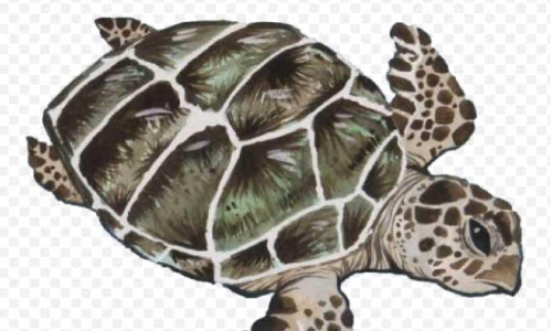 കടലാമകളുടെ പഠനത്തിന് 5.6 കോടിയുടെ ഗവേഷണ പദ്ധതി