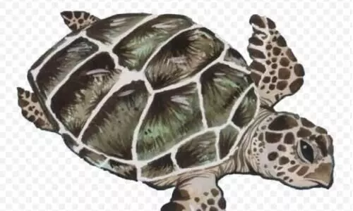 കടലാമകളുടെ പഠനത്തിന് 5.6 കോടിയുടെ ഗവേഷണ പദ്ധതി