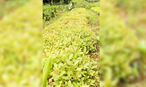 കൂ​ർ​ക്ക കൃ​ഷി​യി​ൽ പ​രീ​ക്ഷ​ണ​വു​മാ​യി ശ​ശി​ധ​ര​ൻ