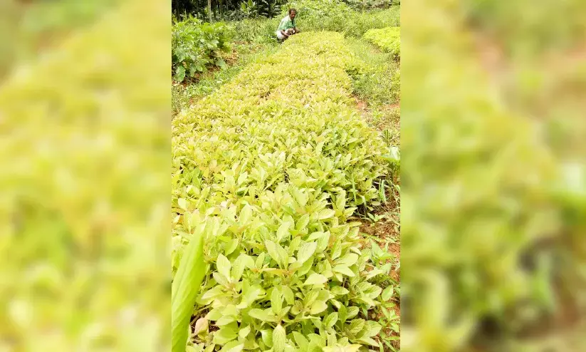 കൂ​ർ​ക്ക കൃ​ഷി​യി​ൽ പ​രീ​ക്ഷ​ണ​വു​മാ​യി ശ​ശി​ധ​ര​ൻ