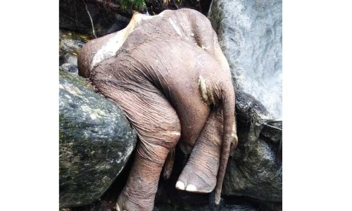 കക്കയം കരിയാത്തൻപാറ പുഴയിൽ കാട്ടാനയുടെ ജഡം