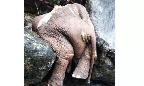 കക്കയം കരിയാത്തൻപാറ പുഴയിൽ കാട്ടാനയുടെ ജഡം