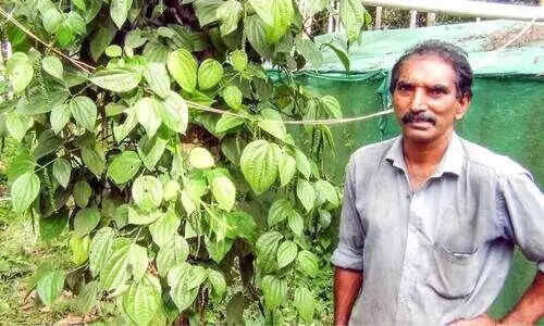 ഷാജ​െൻറ കുരുമുളക്​ പരീക്ഷണം ജോറായി!