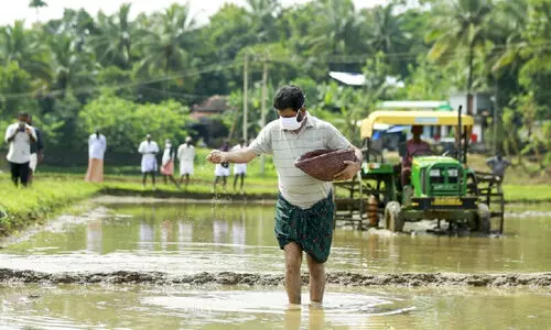 വി.​കെ. ശ്രീ​ക​ണ്ഠ​ൻ എം.​പി​ക്ക് രാ​ഷ്​​ട്രീ​യം മാ​ത്ര​മ​ല്ല, കൃ​ഷി​യും വ​ഴ​ങ്ങും