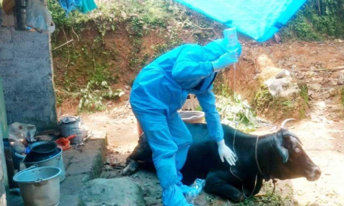 കോവിഡ്: മിണ്ടാപ്രാണിക്ക് രക്ഷകരായി വെറ്ററിനറി ഡോക്ടർമാർ