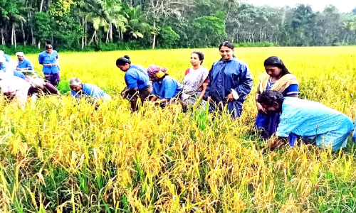 ചടങ്ങിലൊതുങ്ങി നിറപുത്തരി; ഞവര കർഷകന് നഷ്​ടക്കണക്ക്